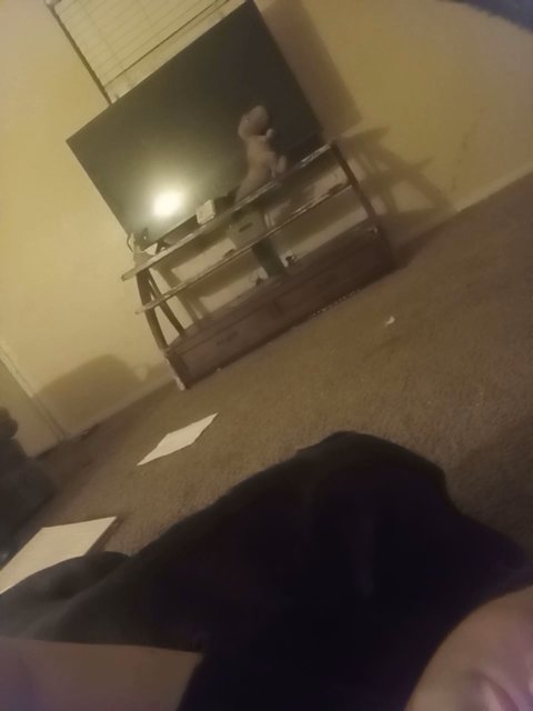puppy for sell in San Angelo, Texas