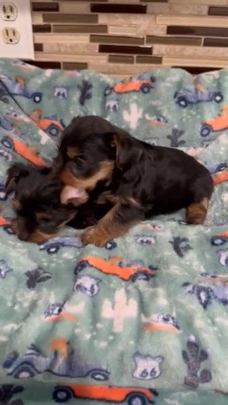 Yorkie in Fontana, California