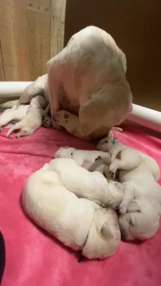 Aspen’s Patriotic Litter in Dover, Delaware