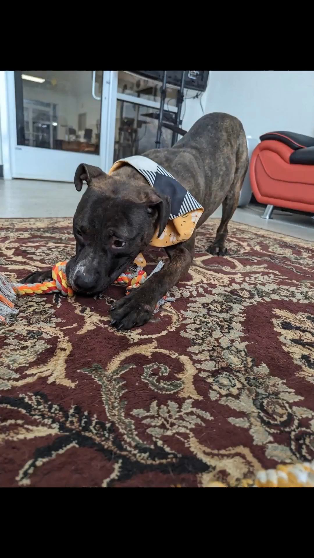 Meet Wrenley in Knoxville, Tennessee