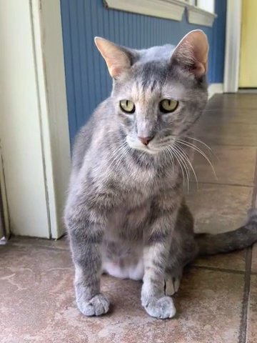 Tink in Conroe, Texas