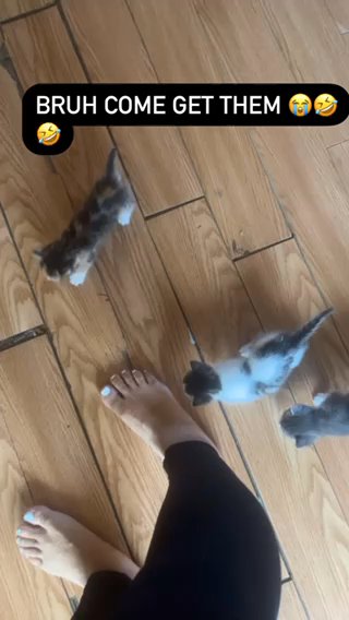 3 Kittens For Sale in Inkster, Michigan