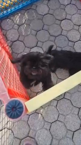Imperial Shih-tzu in North Miami, Florida