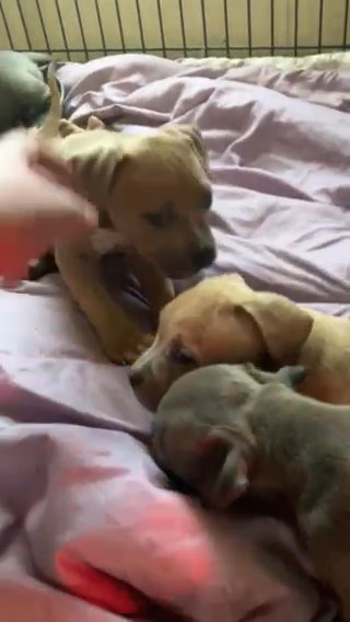 American Bullies in Florence, South Carolina