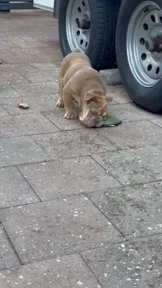 ENGLISH BULLDOG FEMALE in Davie, Florida