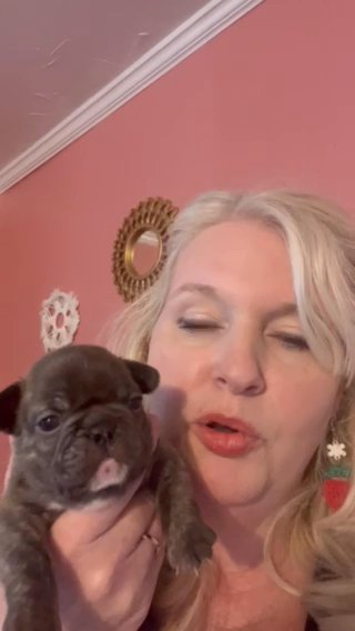 CKC Female French Bulldog Brindle in Charlotte, North Carolina