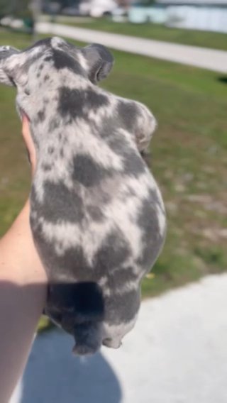 Male Frenchbulldog Puppy Fluffy Carrier in Port St. Lucie, Florida