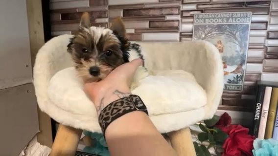 Paisley Quality Yorkie Lifetime Genetic Health Guarantee in Savannah, Georgia
