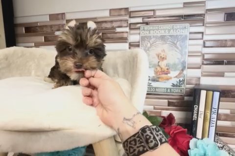 Ember Quality Yorkie Lifetime Genetic Health Guarantee in Savannah, Georgia