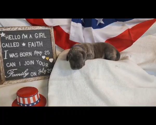???️ Military Heroes litter ??? in Green Bay, Wisconsin