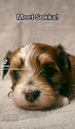 Sokka - Champion Line Sable Red With White Markings in Spanish Fork, Utah
