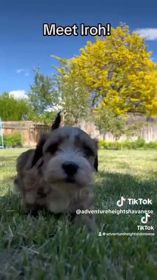 Iroh - Champion-line Sable Red Male With White Markings in Spanish Fork, Utah