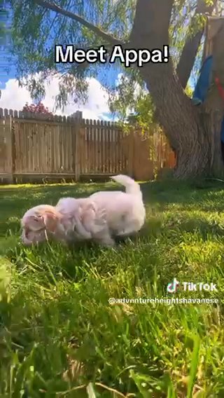Appa - Champion Line Golden Male With White Markings in Spanish Fork, Utah