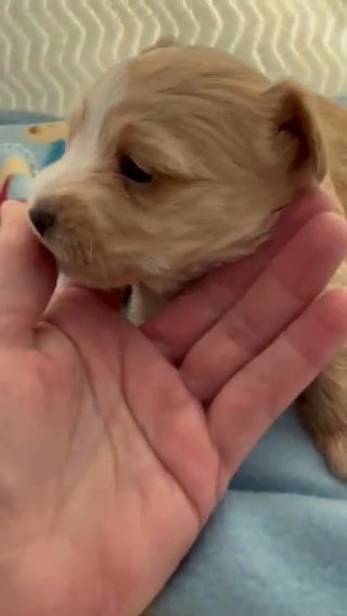 Hoss, julie’s Puppy in Lexington, North Carolina