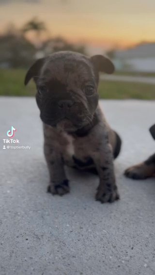 Black Merle French Bulldog Puppy in Port St. Lucie, Florida