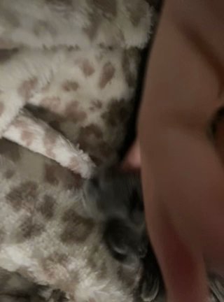 this is a sweet baby kitten mars she is 3 weeks. 1200 in Middletown, New York