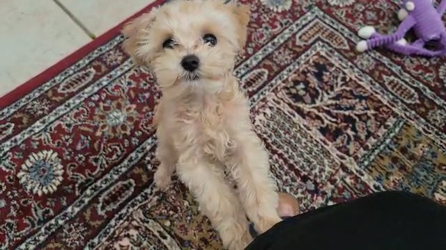 meet Peanut in Plano, Texas