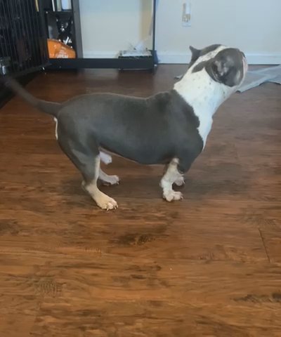 Blue Tri Bully (Blue, Tan, White & Tick) in Orange, California