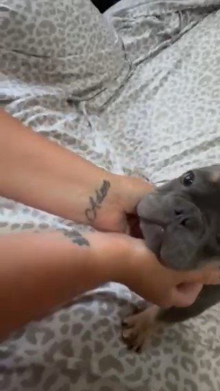 French Bulldog Puppies in Charleston, West Virginia