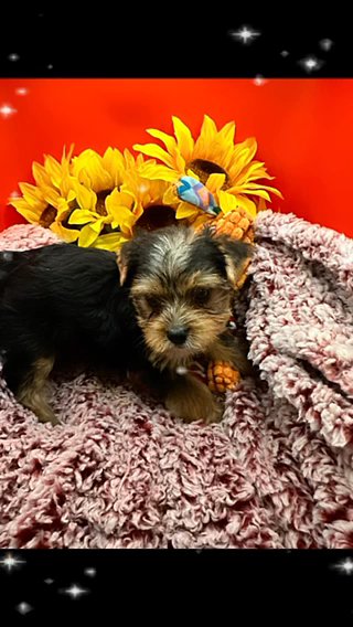 Akc Yorkie in Sumter, South Carolina