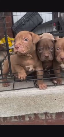 American Bully’s pockets in Nashville, Tennessee