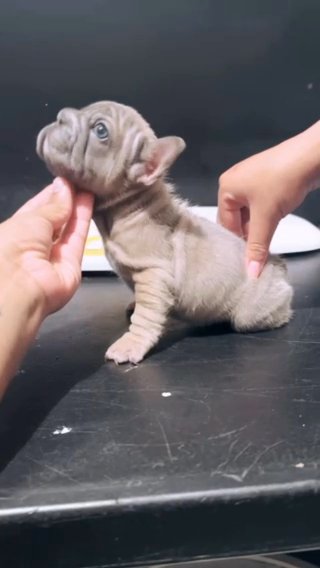 Big Rope French Bulldog in Spring Hill, Florida