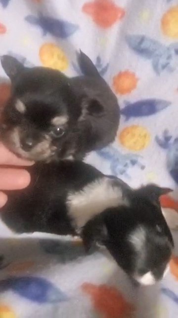 $1800 BOYS CHIHUAHUAS  NYC in New York City, New York