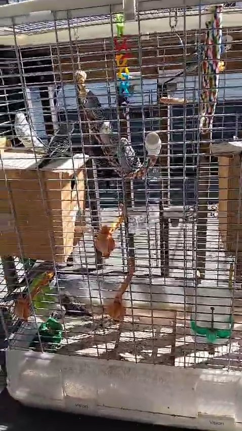 10 parakeets+cage+accessories in Lowell, Massachusetts