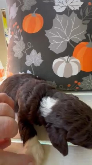 CKC Chocolate Multigenerational Labradoodle Puppy in Crossville, Tennessee