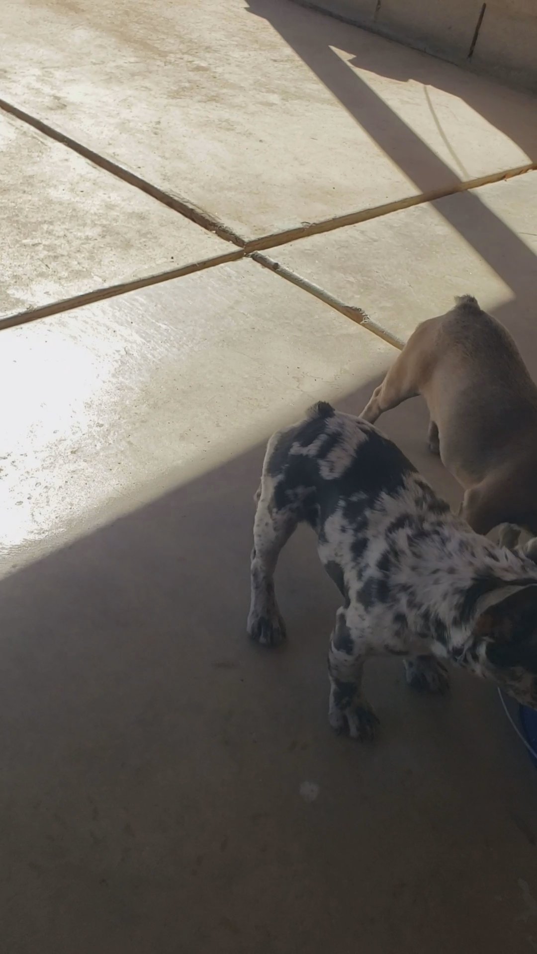 Lilac merle female carrying fluffy in Phoenix, Arizona