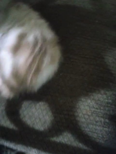 Selling ginger cat mixed with cliaco with Seven toes in Detroit, Michigan