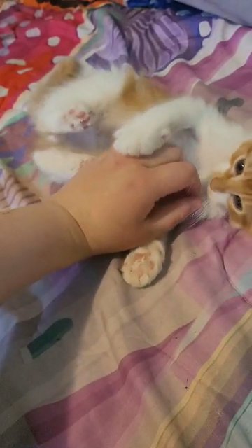 Orange Kitten in Cambridge, Ohio
