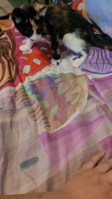 Female Calico Kitten in Cambridge, Ohio