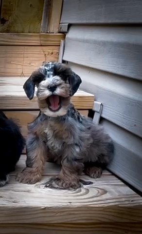 Male Merle in Jackson, Tennessee