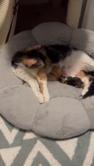 Maine Coon Mixed Kittens in Trenton, New Jersey