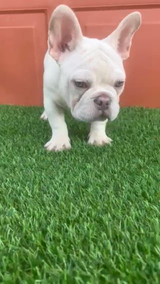 For Sale Platinum French Bulldog in Bradenton, Florida