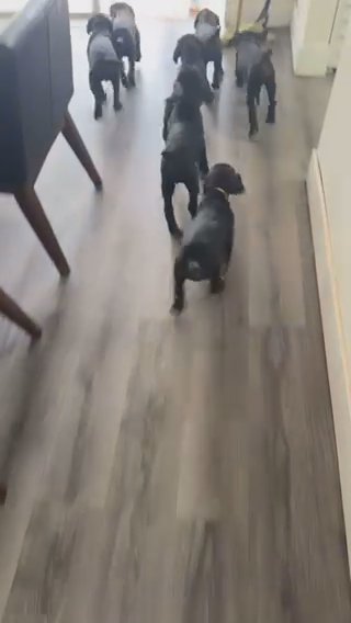 Cane corso Females Available in Margate, Florida