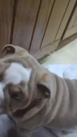 Lilac English Bulldog in Euclid, Ohio