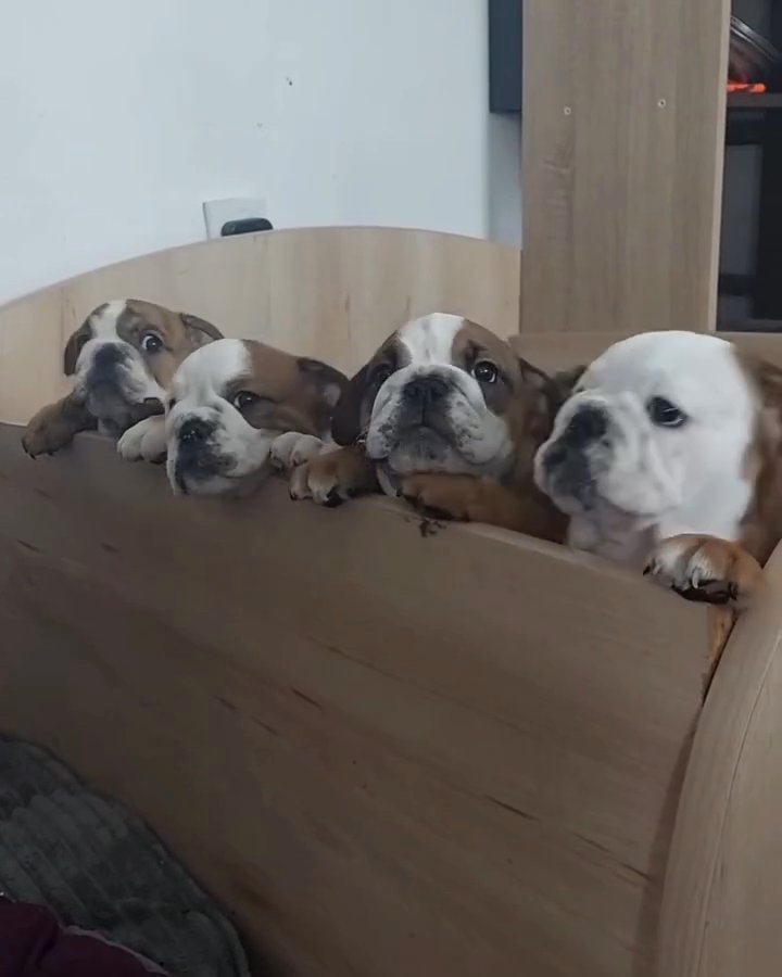 English bulldog puppies in Houston, Texas