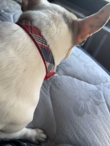French Bulldog in Las Vegas, Nevada