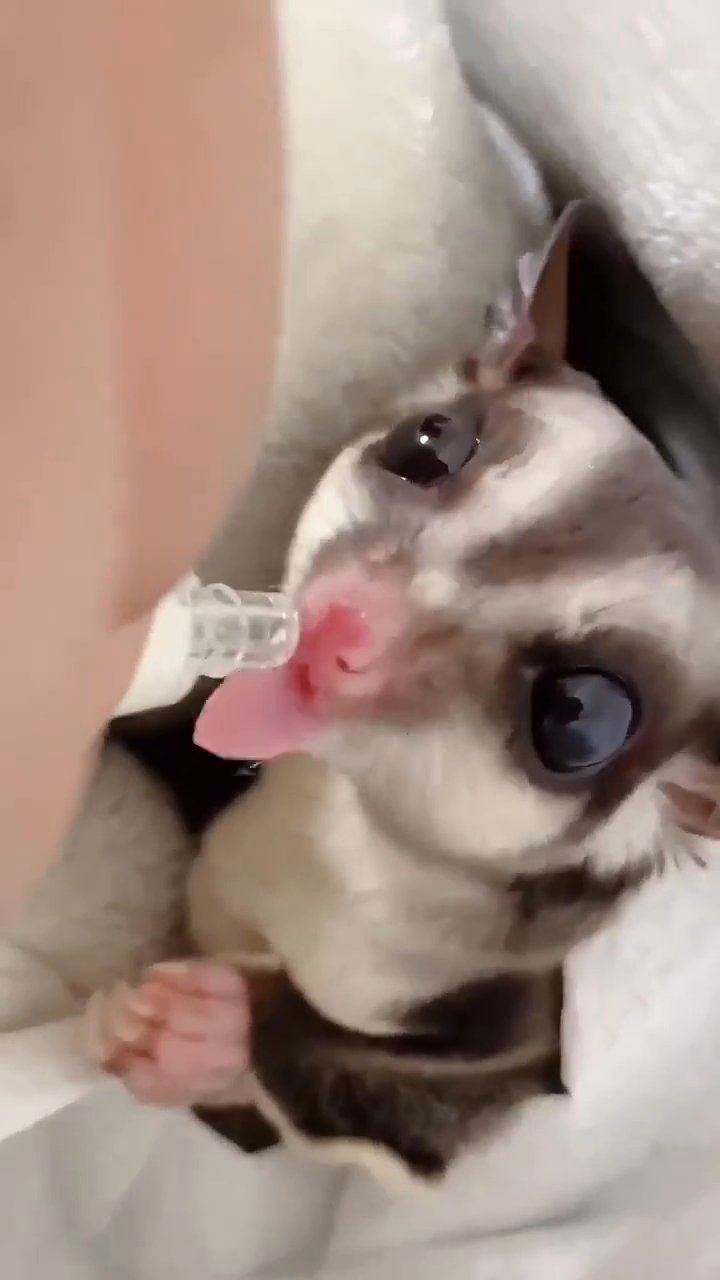 sugar gliders for adoption in Houston, Texas
