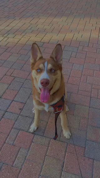 Siberian Husky in Houston, Texas