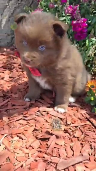 Teddy Sold in Los Angeles, California