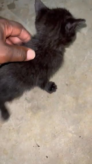 House kittens in Albemarle, North Carolina