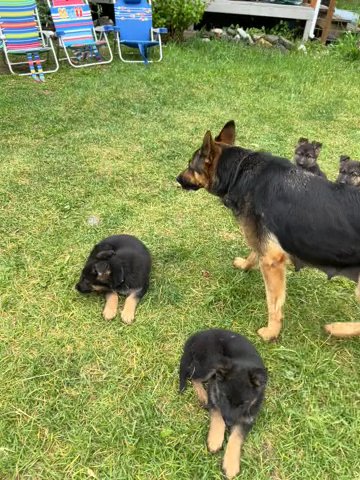 German Shepherd Pups in Redding, California