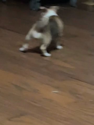 Full Blooded Chihuahuas in Urbana, Ohio