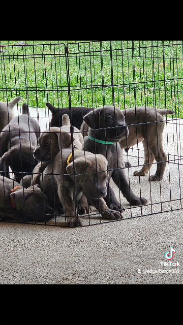 AKC cane corsos in Humble, Texas