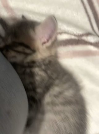 Grey Kitten FREE in Santa Ana, California