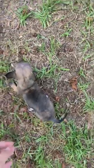 Teacup Chihuahua in Wilmington, North Carolina