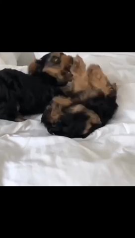 Yorkies in Washington, District of Columbia